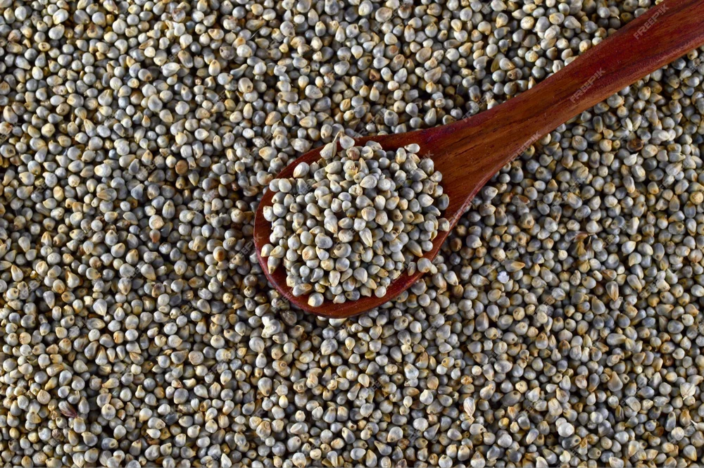 Pearl Millet/Bajra