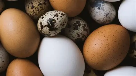 Eggs