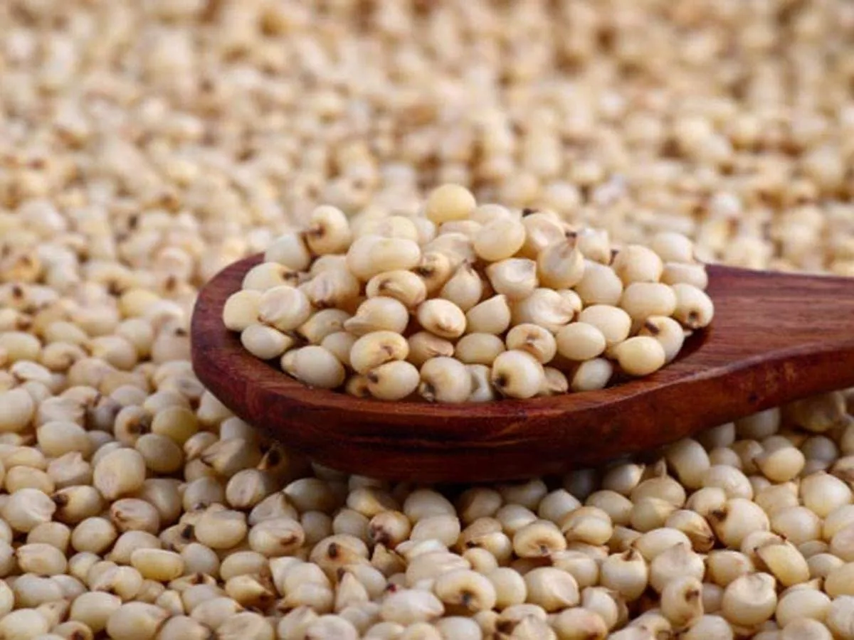 Sorghum/Jowar