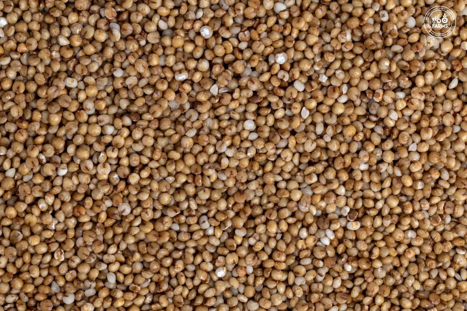 Kodo Millet