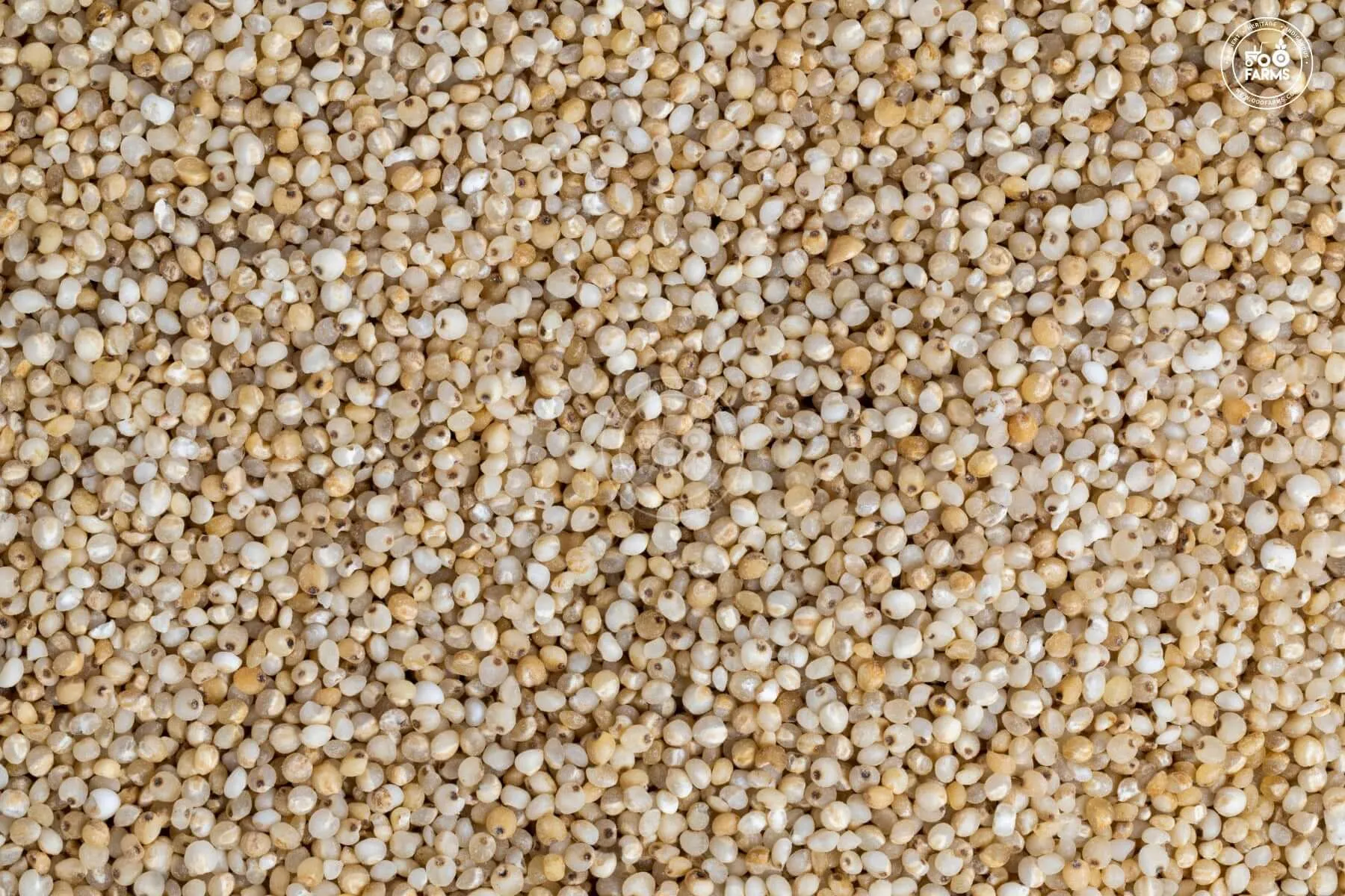 Little Millet