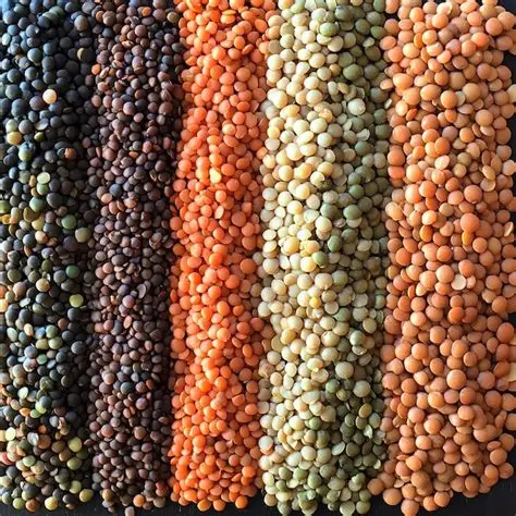 Whole Lentils